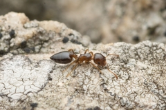 Crematogaster vagula
