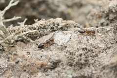 Crematogaster vagula
