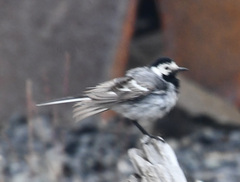 Motacilla alba