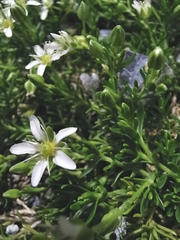 Arenaria ciliata