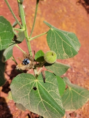 Pavonia malacophylla