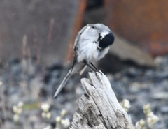 Motacilla alba