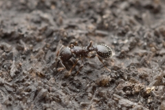 Temnothorax congruus