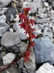 Rumex nivalis