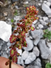 Rumex nivalis