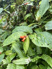 Begonia longirostris