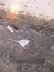 Camponotus barbaricus