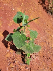 Pavonia malacophylla