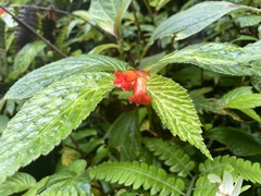 Begonia longirostris