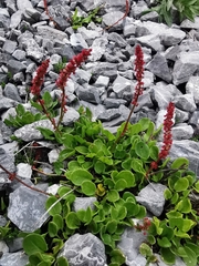 Rumex nivalis
