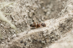 Camponotus vitiosus
