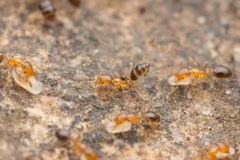 Monomorium intrudens