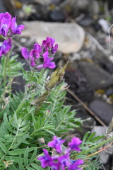 Oxytropis arctica taimyrensis