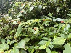 Begonia longirostris