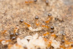Monomorium intrudens