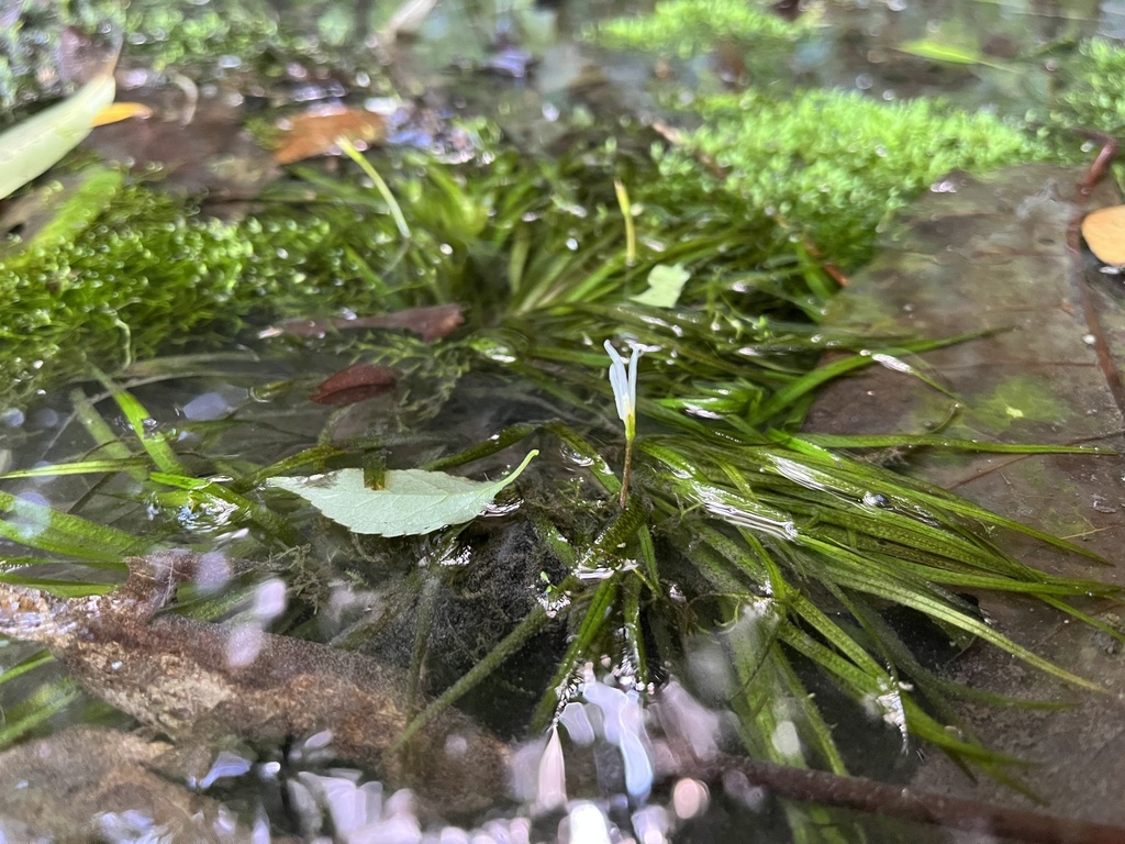 Chân thủy – Blyxa japonica
