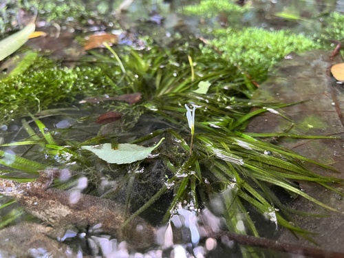 Japanese Rush (Blyxa japonica)