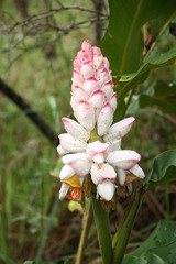 Alpinia malaccensis