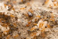 Monomorium intrudens