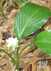 Curcuma parviflora