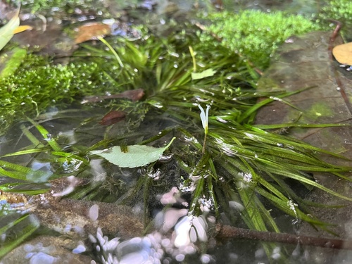Blyxa japonica, photograph 3