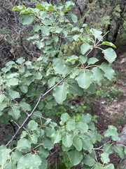 Rhamnus arguta