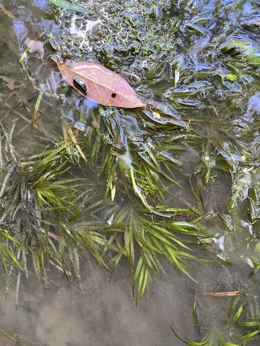 Blyxa japonica