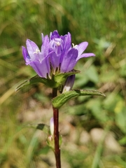 Campanula glomerata cervicarioides