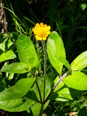 Acmella bellidioides