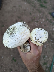 Agaricus arvensis