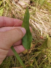 Campanula glomerata cervicarioides