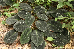 Cornukaempferia aurantiiflora