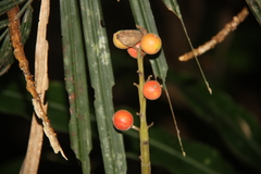 Alpinia malaccensis