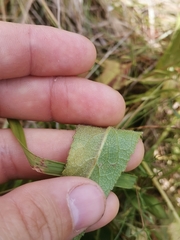 Campanula glomerata cervicarioides