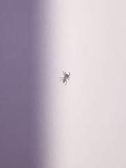 Salticinae