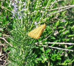 Setina