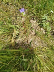 Campanula glomerata cervicarioides