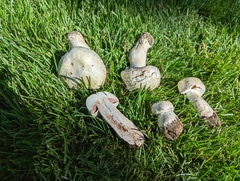 Agaricus arvensis