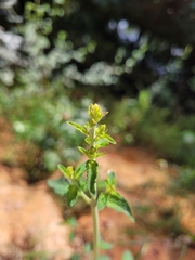 Mesosphaerum pectinatum