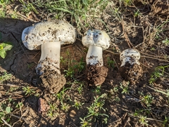 Agaricus arvensis