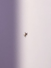 Salticinae