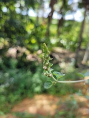 Mesosphaerum pectinatum