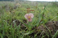 Commelina scabra