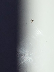 Salticinae