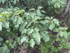 Rhamnus arguta