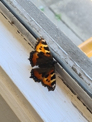 Aglais urticae
