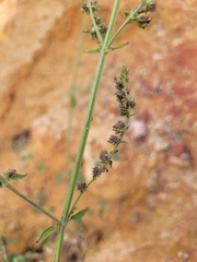 Mesosphaerum pectinatum