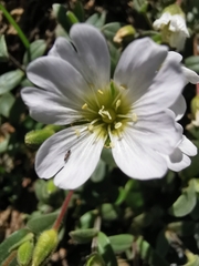 Cerastium latifolium