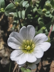 Cerastium latifolium