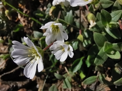 Cerastium latifolium